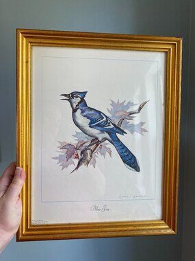 Clark Bronson Bird Art Blue Jay Framed Print With Gold Frame 16"x13" Vintage
